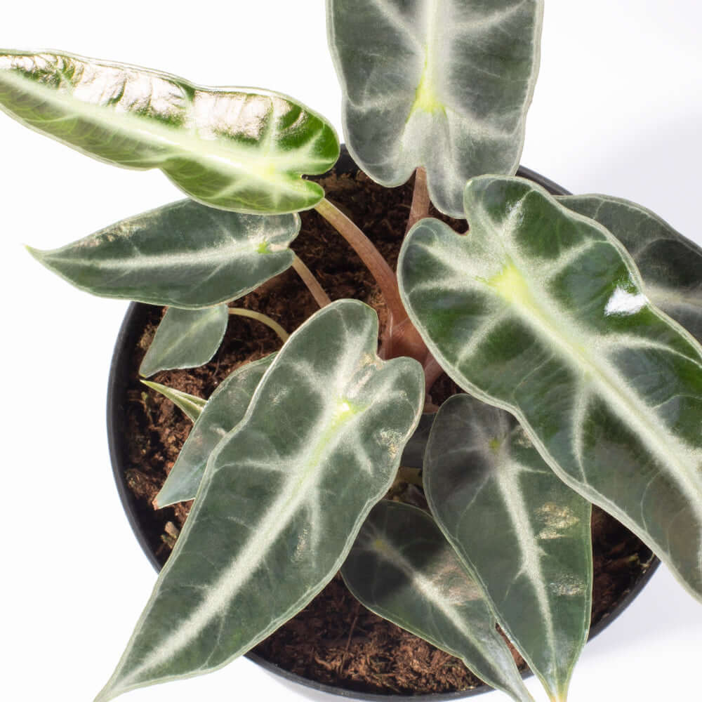 Alocasia &#39;Bambino&#39; Dwarf Amazonica Polly Tropical Plant Verdant Lyfe top view