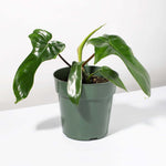 'Florida' Philodendron Houseplant Hybrid P. Squamiferum and P. Pedatum Verdant Lyfe