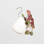 Strawberry Begonia Saxifraga Stolonifera Houseplant Verdant Lyfe