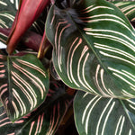 Calathea Ornata Pink Pinstripe Prayer Plant Verdant Lyfe