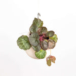Strawberry Begonia Saxifraga Stolonifera Houseplant Verdant Lyfe