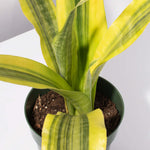 Yellowstone Sansevieria Snake Plant Verdant Lyfe