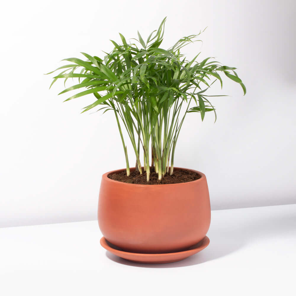 Chamaedorea Elegans neanthe bella Parlor Palm Plant Verdant Lyfe