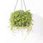 Pilea depressa Green Baby Tears Plant Verdant Lyfe