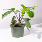 'Florida' Philodendron Houseplant Hybrid P. Squamiferum and P. Pedatum Verdant Lyfe