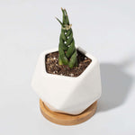 Braided Sansevieria Cylindrical Dragon Fingers Beginner Plant Verdant Lyfe