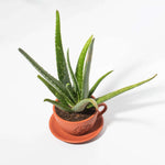 Aloe Vera Plant Indoor or Outdoor Easy Live Plant Verdant Lyfe top view