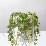 String of Turtles Peperomia prostrata Trailing Plant Verdant Lyfe