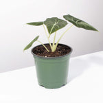 Alocasia Black Velvet Reginula Aroid Plant Verdant Lyfe