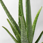 Aloe Vera Plant Indoor or Outdoor Easy Live Plant Verdant Lyfe close up view
