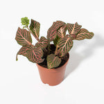 Pink Nerve Plant Fittonia Leather Leaf Plant Verdant Lyfe