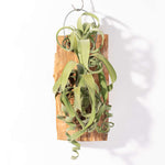 Tillandsia Curly Slim (intermedia x streptophylla) Hybrid Airplant Mounted Verdant Lyfe