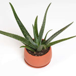 Aloe Vera Plant Indoor or Outdoor Easy Live Plant Verdant Lyfe side view in Valentina