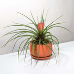 Pink Quill Airplant Tillandsia cyanea Verdant Lyfe