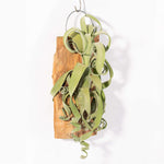 Tillandsia Curly Slim (intermedia x streptophylla) Hybrid Airplant Mounted Verdant Lyfe