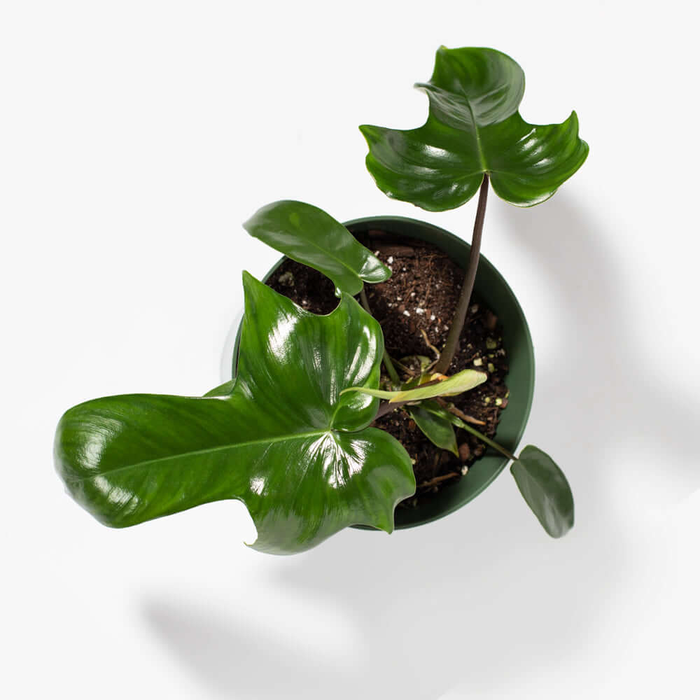 &#39;Florida&#39; Philodendron Houseplant Hybrid P. Squamiferum and P. Pedatum Verdant Lyfe from above