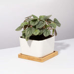Peperomia caperata 'Frost' Radiator Plant Verdant Lyfe