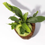 Staghorn Fern Platycerium bifurcatum in Coconut Shell (Elkhorn) Verdant Lyfe