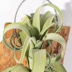 Tillandsia Curly Slim (intermedia x streptophylla) Hybrid Airplant Mounted Verdant Lyfe