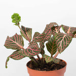 Pink Nerve Plant Fittonia Leather Leaf Plant Verdant Lyfe