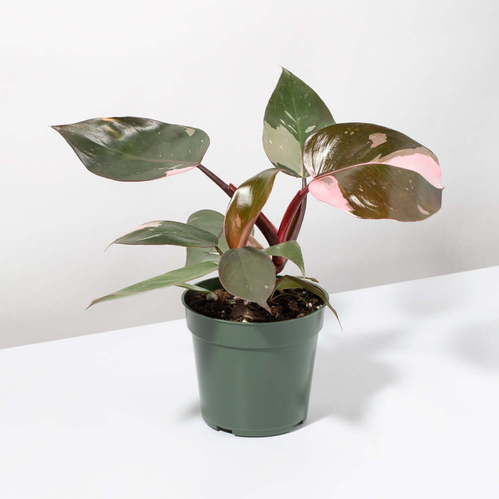 Philodendron erubescens &#39;Pink Princess&#39; Gorgeous Variegated Houseplant Verdant Lyfe