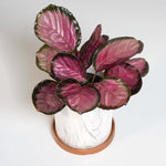 Calathea Roseopicta 'Rosy' Crimson Pink Prayer Plant Verdant Lyfe