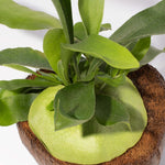 Staghorn Fern Platycerium bifurcatum in Coconut Shell (Elkhorn) Verdant Lyfe