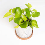 Neon Pothos Trailing Air Purifying Plant Verdant Lyfe