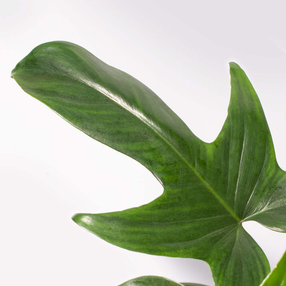 &#39;Florida&#39; Philodendron Houseplant Hybrid P. Squamiferum and P. Pedatum Verda Lyfe close up leaf