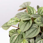 Peperomia caperata 'Frost' Radiator Plant Verdant Lyfe