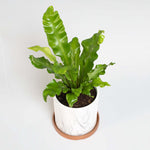 Bird's Nest Fern Asplenium nidus Easy Houseplant Verdant Lyfe