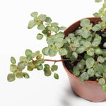Pilea Glauca Aquamarine Dark Silver Baby Tears Plant Verdant Lyfe