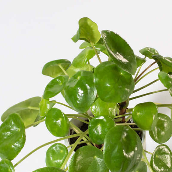 Chinese Money Plant Pilea Peperomioides Pet-Friendly Plant Verdant Lyfe