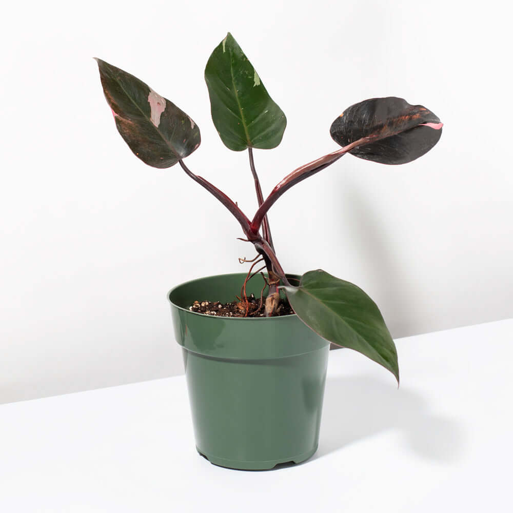 Philodendron erubescens &#39;Pink Princess&#39; Gorgeous Variegated Houseplant Verdant Lyfe