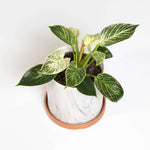 Philodendron 'White Measure' Birkin Variegated Pinstriped Houseplant Verdant Lyfe