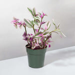 Nanouk Tradescantia Pink Wandering Trailing Plant Verdant Lyfe