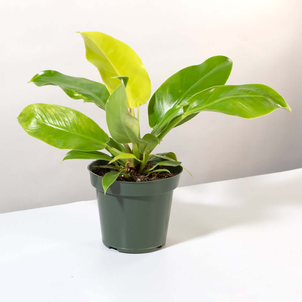 &#39;Moonlight&#39; Philodendron Houseplant Hybrid Lime Green Verdant Lyfe