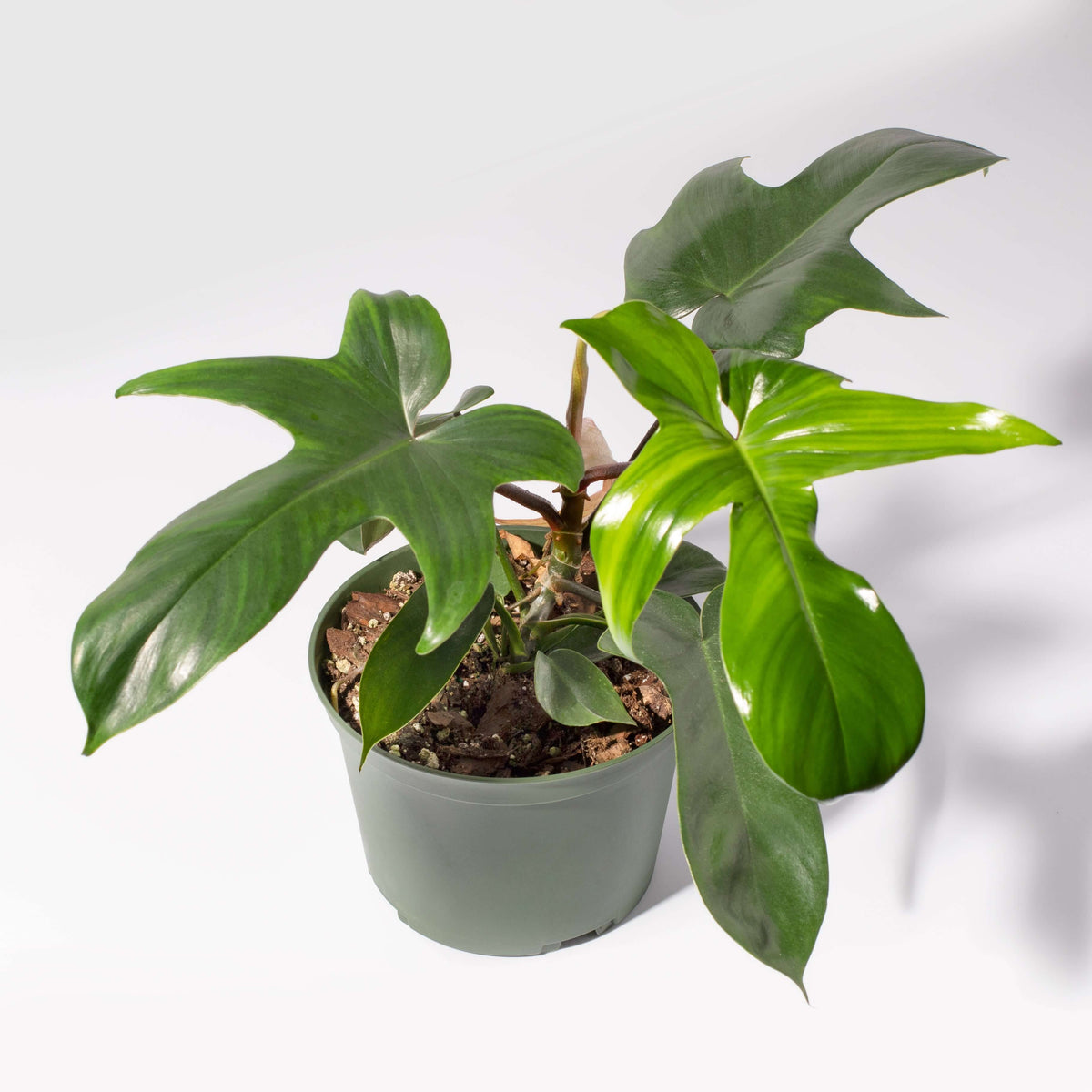 &#39;Florida&#39; Philodendron Houseplant Hybrid P. Squamiferum and P. Pedatum Verdant Lyfe