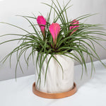 Pink Quill Airplant Tillandsia cyanea Verdant Lyfe