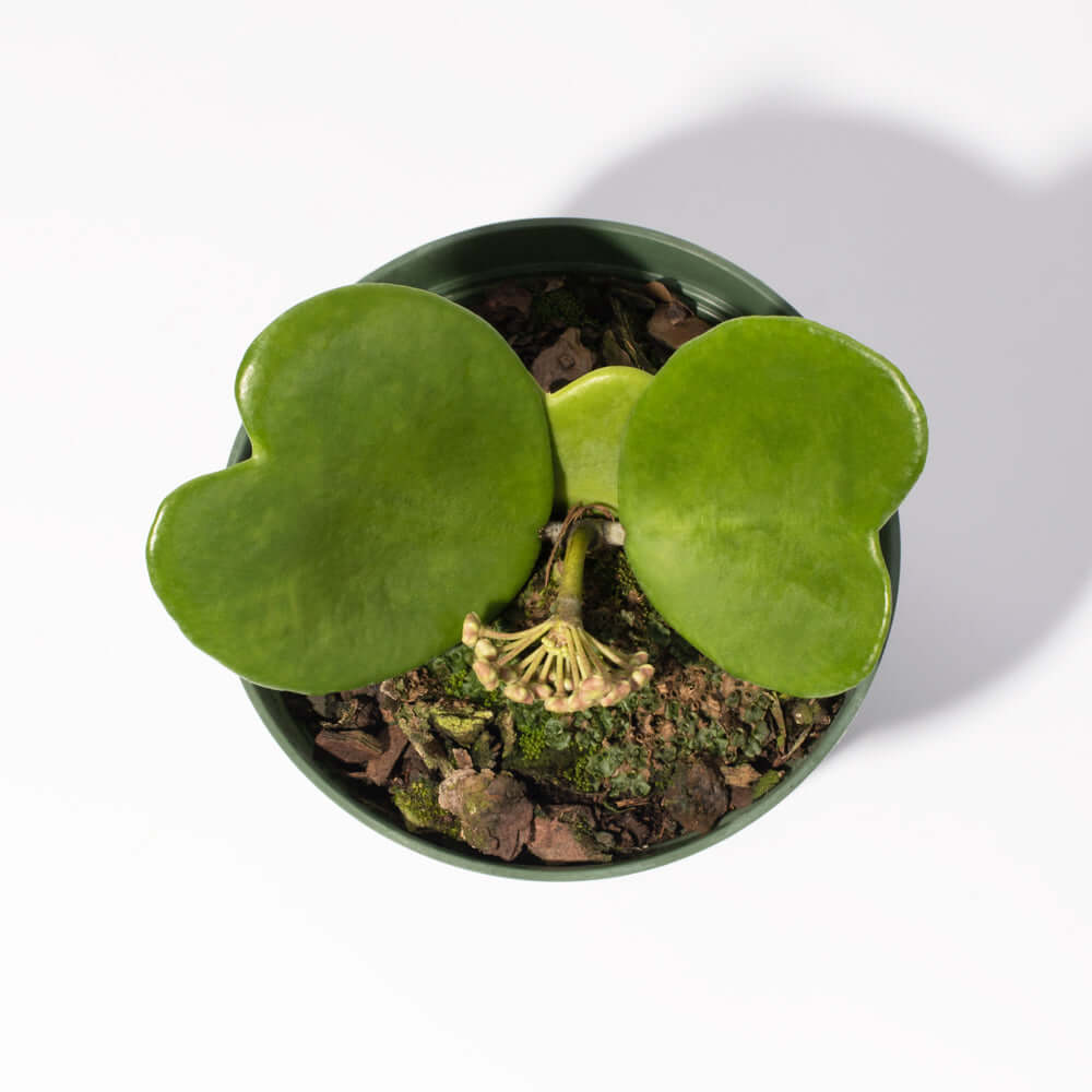 Hoya Kerri &#39;Hearts&#39; Sweetheart Vine Valentine Plant Verdant Lyfe
