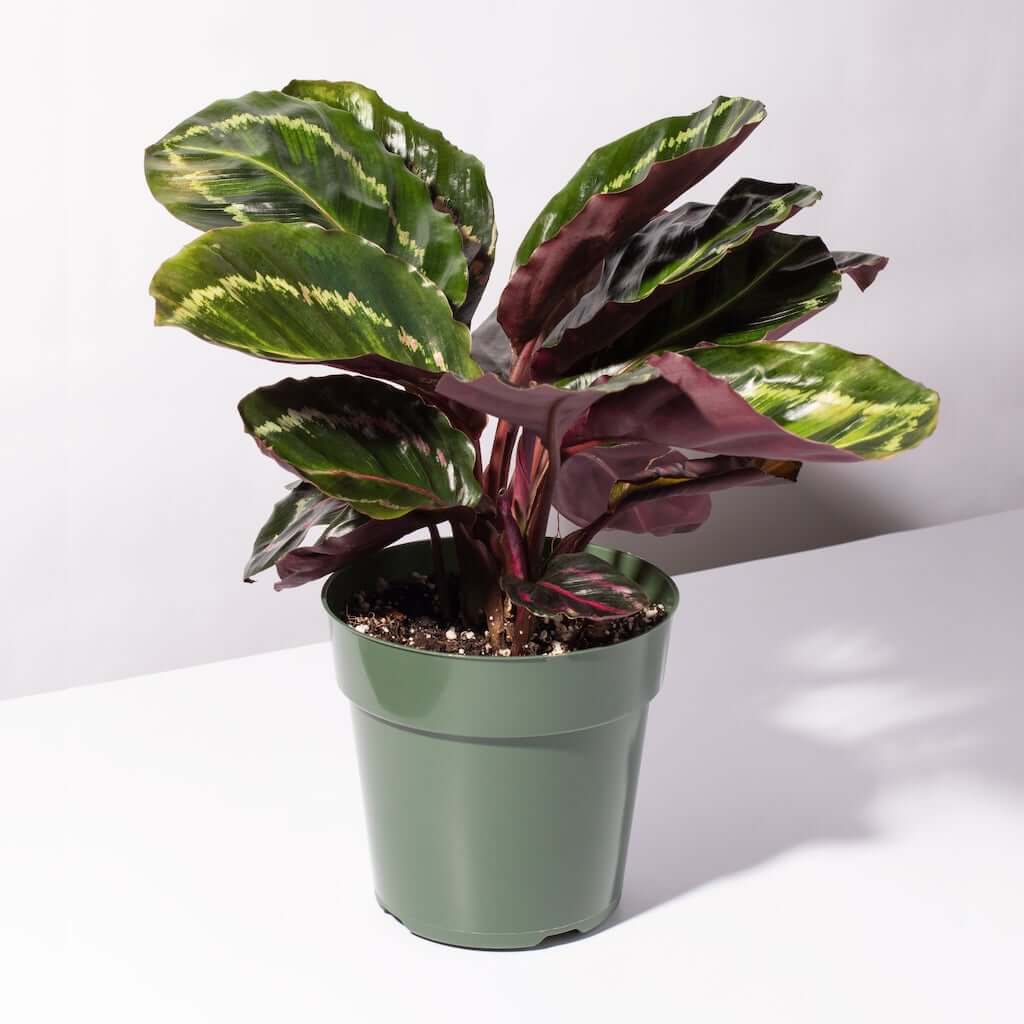Calathea Roseopicta Rose Painted Medallion Prayer Plant 6" Nursery