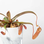 Tropical Pitcher Plant Nepenthes Rebecca Soper Verdant Lyfe