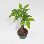 Braided Money Tree Pachira aquatica Lucky Plant Verdant Lyfe