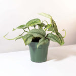 Scindapsus Pictus 'Exotica' Pothos 'Silver Satin' Vining Air Purifying Plant Verdant Lyfe