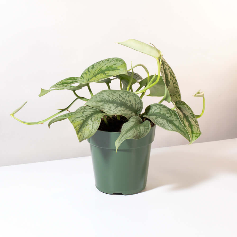 Scindapsus Pictus &#39;Exotica&#39; Pothos &#39;Silver Satin&#39; Vining Air Purifying Plant Verdant Lyfe