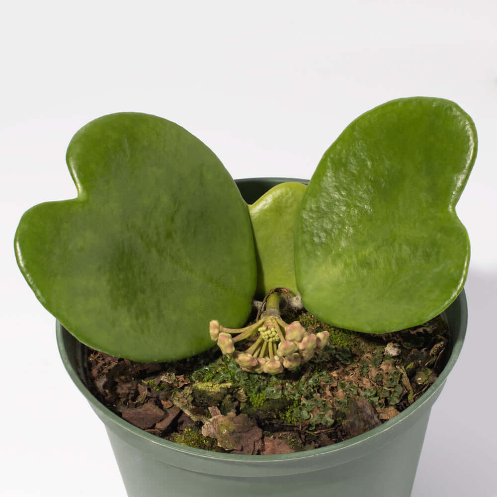 Hoya Kerri &#39;Hearts&#39; Sweetheart Vine Valentine Plant Verdant Lyfe