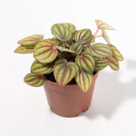 Peperomia Peacock Piccolo Banda Verdant Lyfe