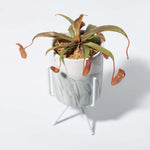 Tropical Pitcher Plant Nepenthes Rebecca Soper Verdant Lyfe