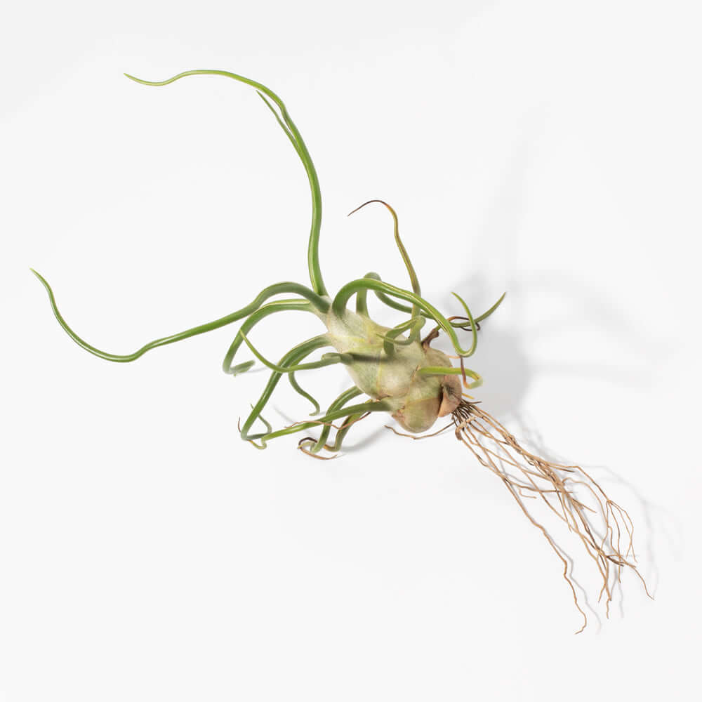 Air Plant Tillandsia Bulbosa
