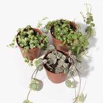Stunning Strings Growers Choice 'String Of' Plant Bundle Verdant Lyfe